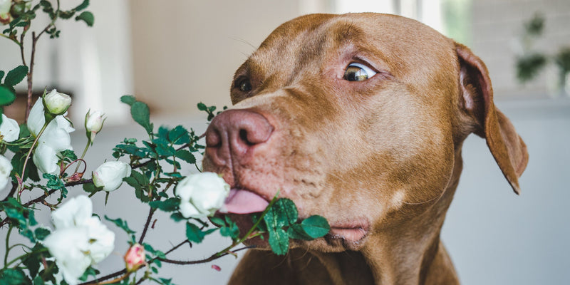 對狗有毒的植物
