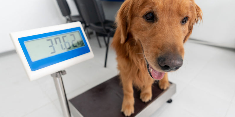 思考的爪子：辨識超重狗的跡象