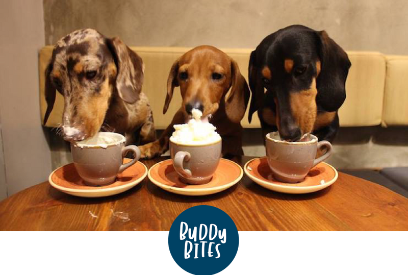 Our Top 5 Dog Friendly Cafés/ Restaurants in Hong Kong.