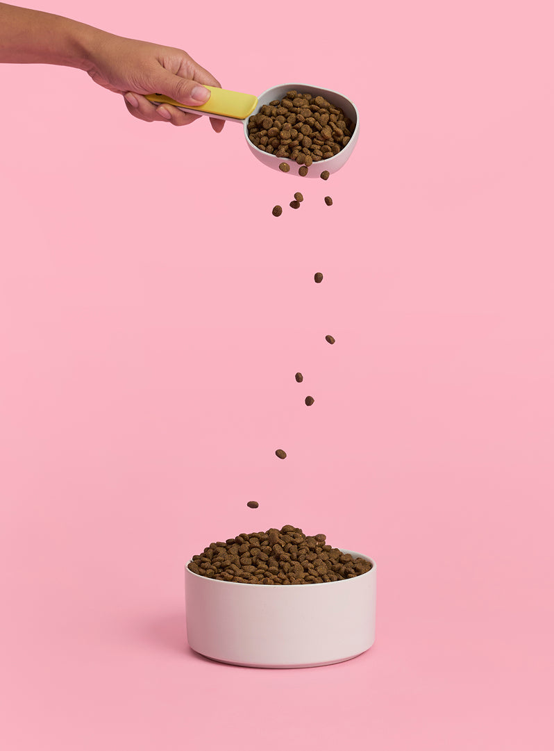 Adult Salmon Dry Cat Food