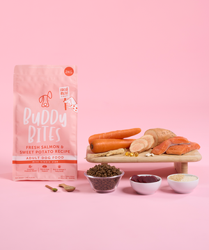 Adult Mini Salmon Dry Dog Food